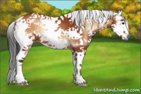 Horse Color:White Spotted Bay Onyx Splash Tobiano 