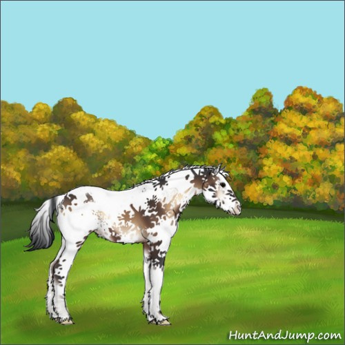 Horse Color:White Spotted Brown Onyx Splash Tobiano 