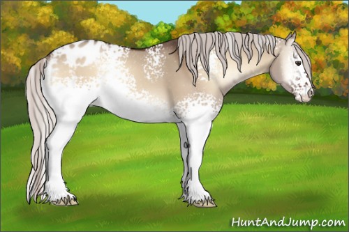 Horse Color:White Spotted Silver Brown Onyx Appaloosa 