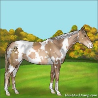 Horse Color:White Spotted Liver Chestnut Pearl