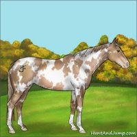 Horse Color:White Spotted Liver Chestnut Pearl