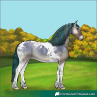 Horse Color:Painted Grullo Onyx Tobiano 