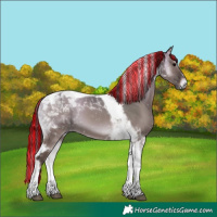 Horse Color:Painted Grullo Onyx Tobiano 