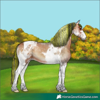 Horse Color:Painted Bay Onyx Tobiano 