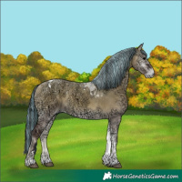 Horse Color:Painted Grullo Ice Onyx Tobiano 