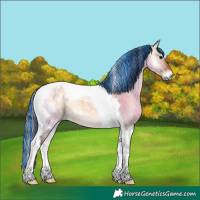 Horse Color:Painted Bay Onyx Tobiano 