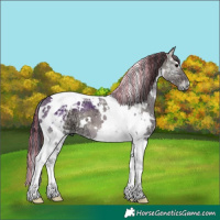 Horse Color:Painted White Spotted Grullo Ice Onyx Tobiano 