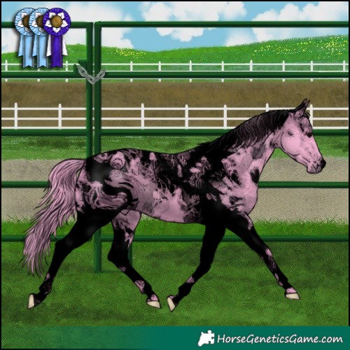 Horse Color:ERROR: UNKNOWN ANOMALY