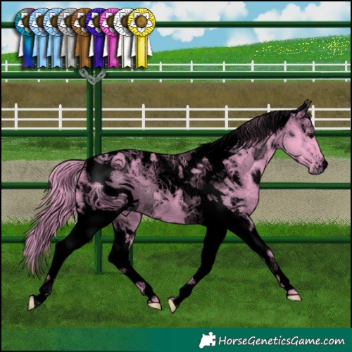 Horse Color:ERROR: UNKNOWN ANOMALY