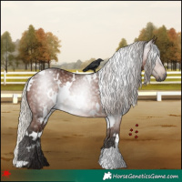 Horse Color:Gray White Spotted Silver Bay 