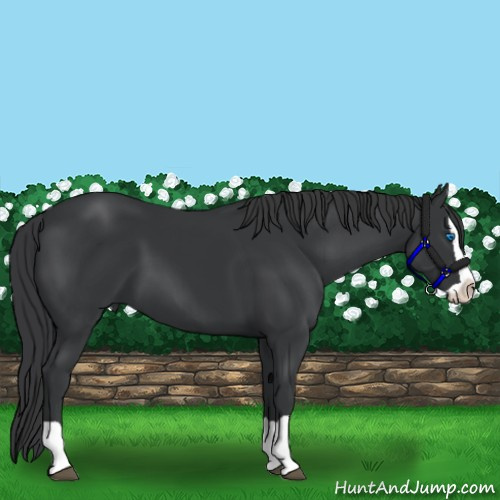 Horse Color:Black Splash 