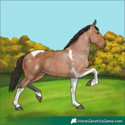 Horse Color:Bay Tobiano 