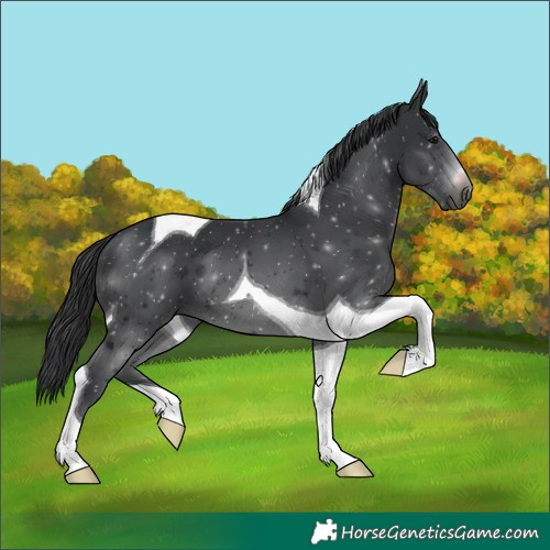Horse Color:Platinum Black Tobiano 