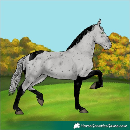 Horse Color:ERROR: UNKNOWN ANOMALY