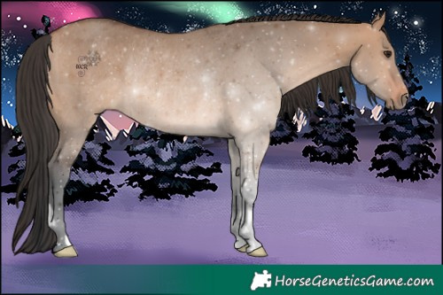 Horse Color:Bay Dun Rabicano