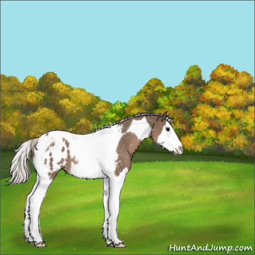 Horse Color:Silver Grullo Sabino Splash Tobiano Appaloosa 