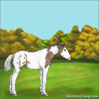 Horse Color:Silver Grullo Sabino Splash Tobiano Appaloosa