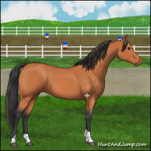Horse Color:Bay Roan Tobiano 