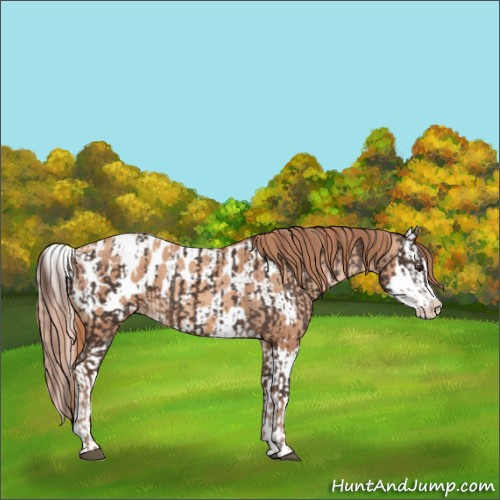 Horse Color:Liver Chestnut Sabino Splash Appaloosa and Gold Champagne Sabino Splash Appaloosa