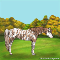 Horse Color:Liver Chestnut Sabino Splash Appaloosa  and Gold Champagne Sabino Splash Appaloosa 