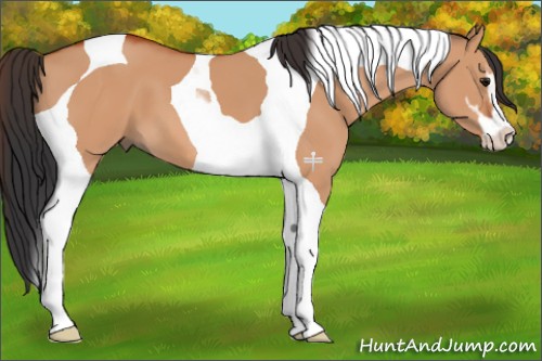 Horse Color:Bay Dun Sabino Tobiano 