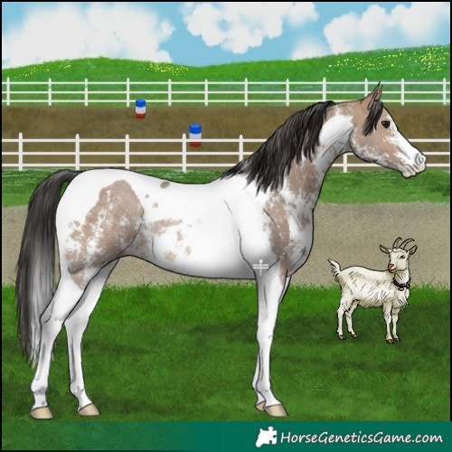 Horse Color:Brown Dun Sabino Tobiano Rabicano 