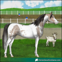 Horse Color:Brown Dun Sabino Tobiano Rabicano