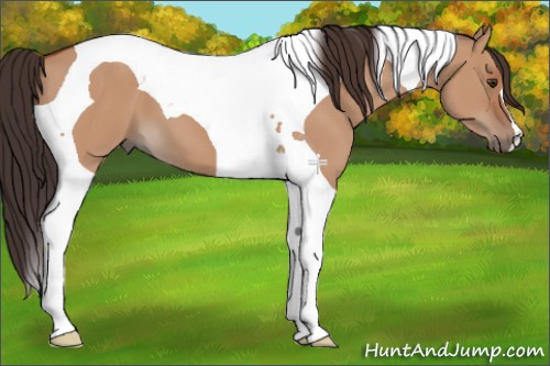 Horse Color:Brown Dun Tobiano 