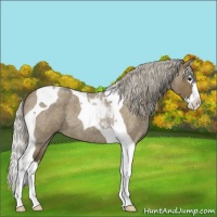 Horse Color:Silver Smoky Grullo Roan Splash Tobiano 