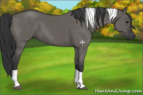 Horse Color:Grullo Tobiano 