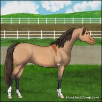 Horse Color:Bay Dun Varnish 
