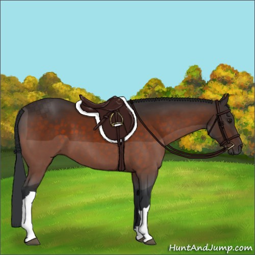 Horse Color:Brown 