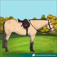 Horse Color:Buckskin 