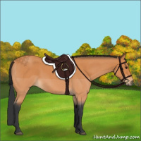 Horse Color:Bay Roan 