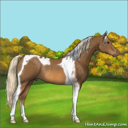 Horse Color:Chocolate Palomino Tobiano Rabicano 