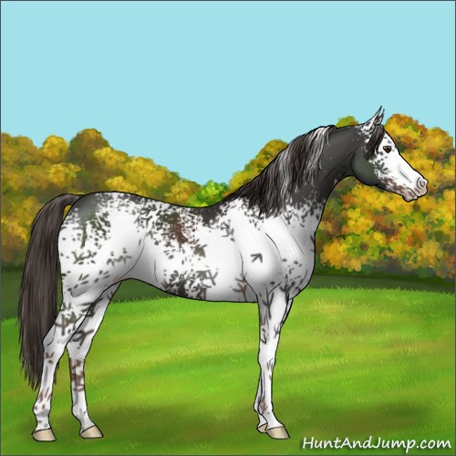 Horse Color:White Spotted Liver Chestnut 