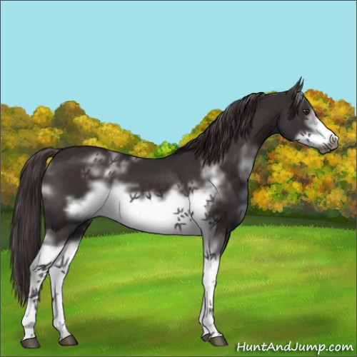 Horse Color:White Spotted Liver Chestnut Frame 