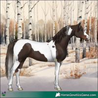 Horse Color:Liver Chestnut Tobiano 