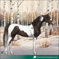Horse Color:Liver Chestnut Tobiano 