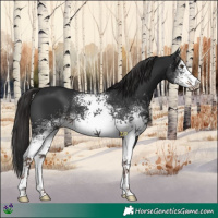 Horse Color:White Spotted Liver Chestnut 