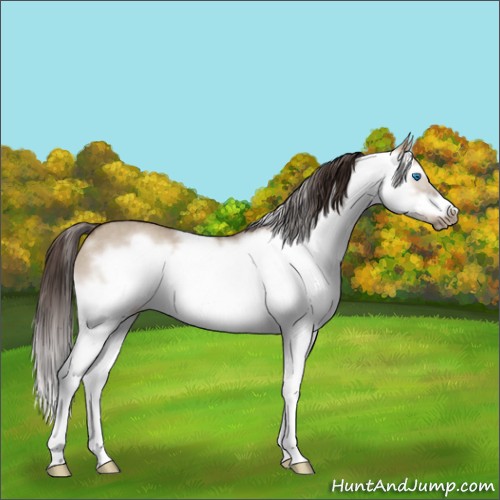 Horse Color:Liver Red Dun Roan Splash Frame Rabicano 