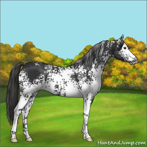 Horse Color:White Spotted Liver Chestnut 