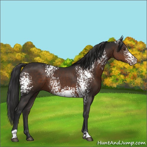 Horse Color:White Spotted Liver Chestnut 