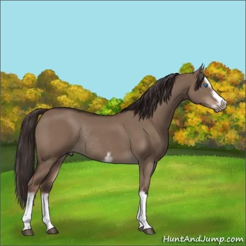 Horse Color:Liver Red Dun Splash Frame Rabicano 