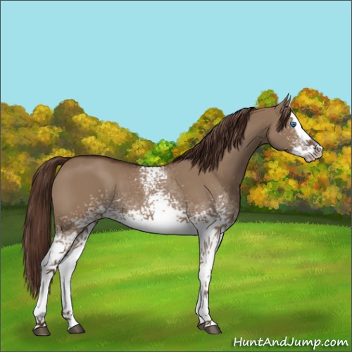 Horse Color:White Spotted Liver Red Dun Splash 