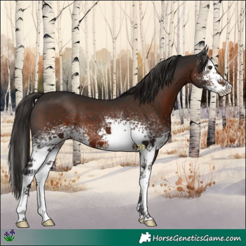 Horse Color:White Spotted Liver Chestnut 