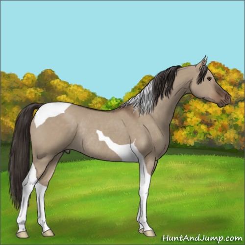 Horse Color:Liver Red Dun Tobiano Rabicano 