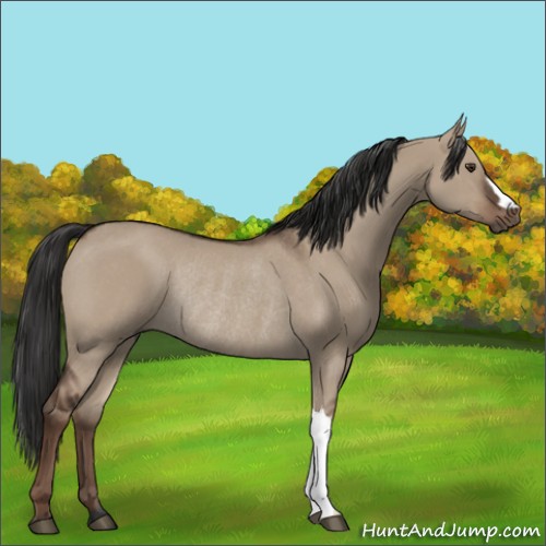 Horse Color:Liver Red Dun Rabicano 