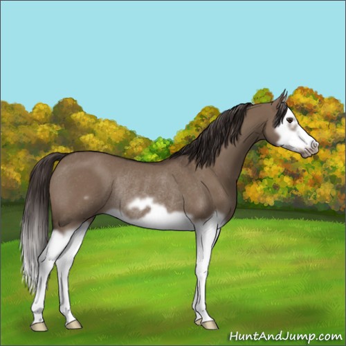Horse Color:Liver Red Dun Splash Frame Rabicano 