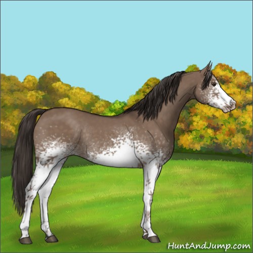 Horse Color:White Spotted Liver Red Dun Rabicano 